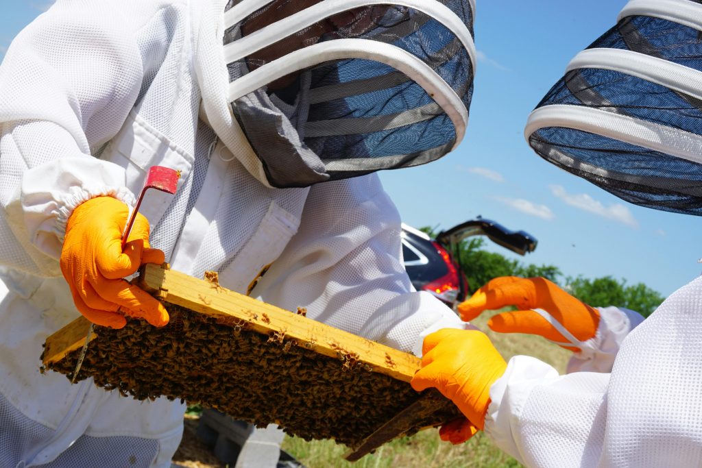 Professional Bee Removal Houston